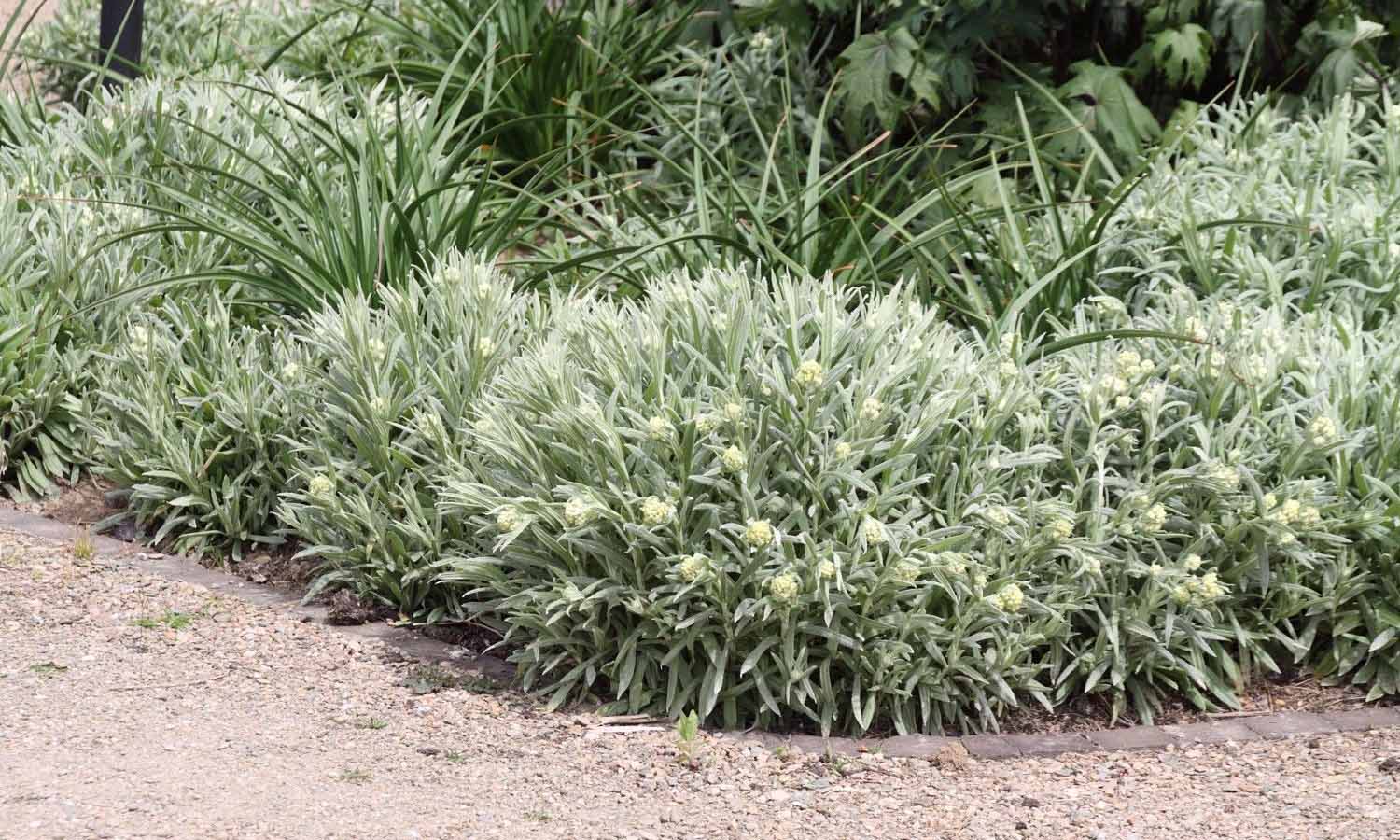 Helichrysum Italicum (Curry Plant)