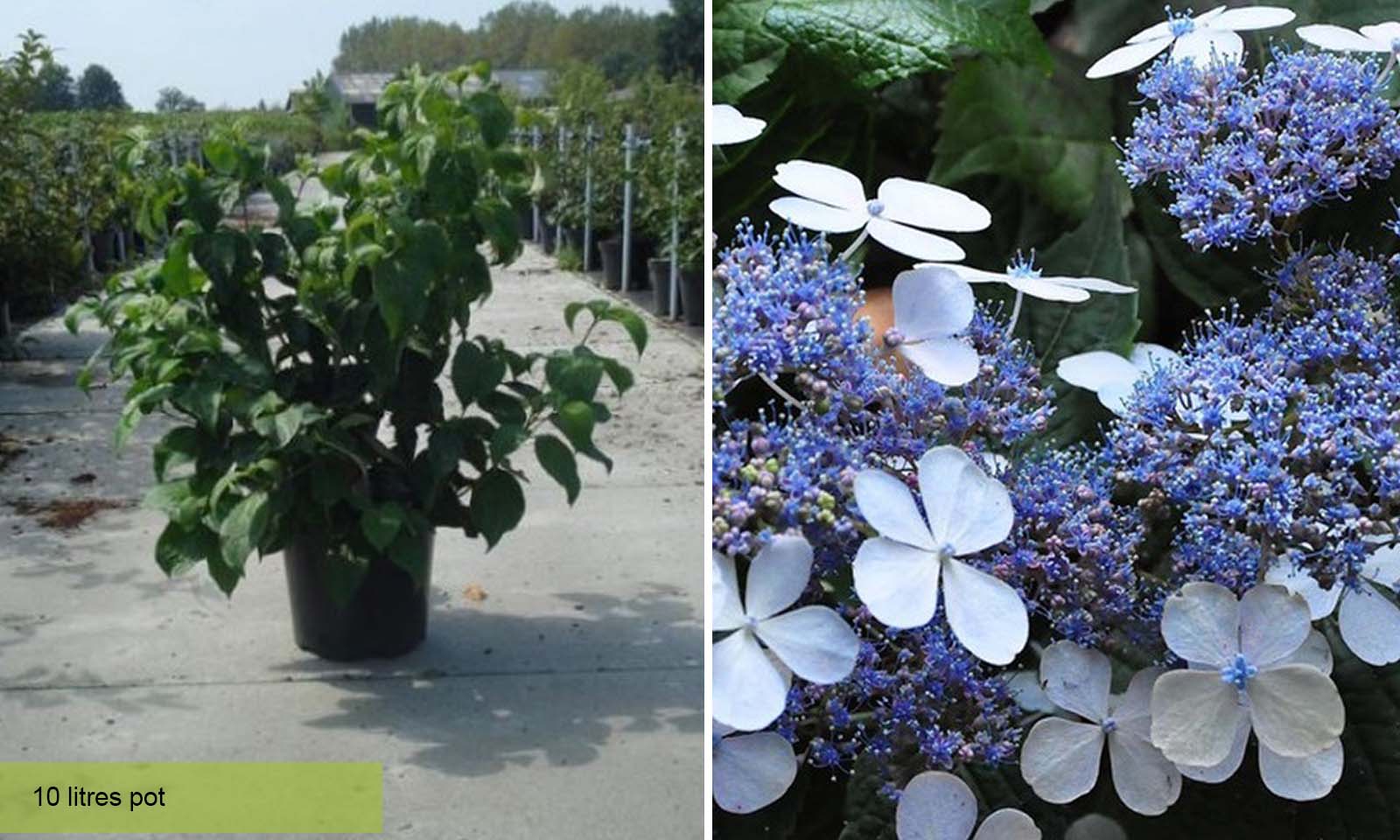 Image of Hydrangea serrata Bluebird plant in pot