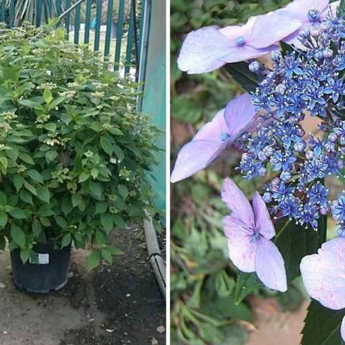 Hydrangea Serrata 'Bluebird' (Hydrangea 'Bluebird') - Shrub