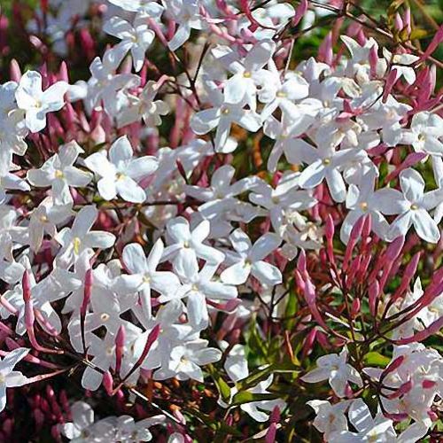 Jasminum Polyanthum (Pink Jasmine) - Climbing