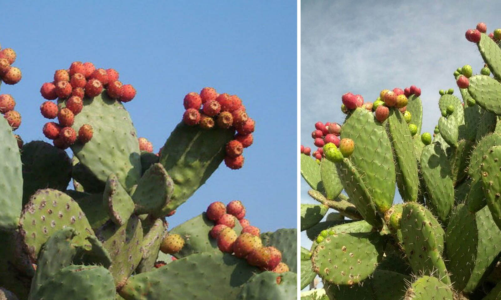 Opuntia Ficus Indica (Indian / Barbary Fig / Prickly Pear)