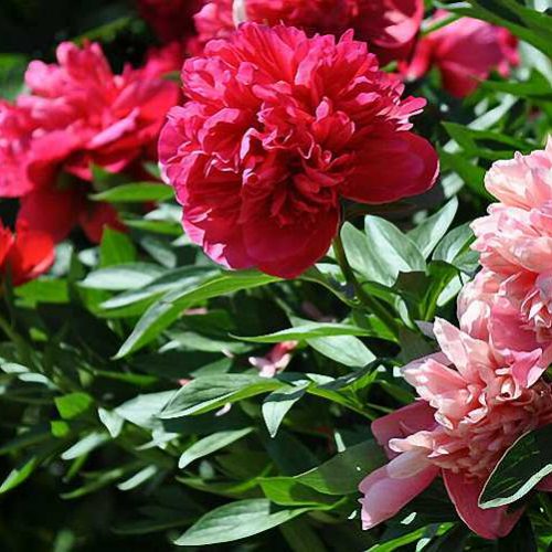 Paeonia Suffruticosa (Common Garden Peony) - Shrub