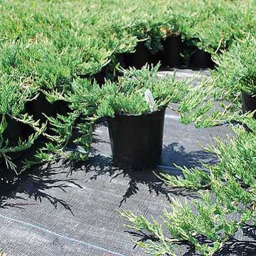 Juniperus Horizontalis 'Bar Harbor' (Juniper 'Bar Harbor' / Creeping Juniper)