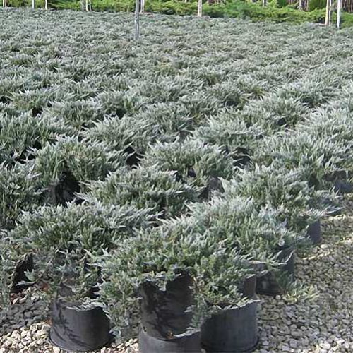 Juniperus Horizontalis Blue Chip (Creeping Blue Chip Juniper / Wiltonii)