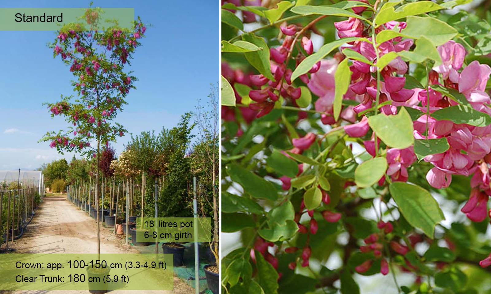 ROBINIA pseudoacacia Casque rouge® CTR 10L Demi tige 4/6