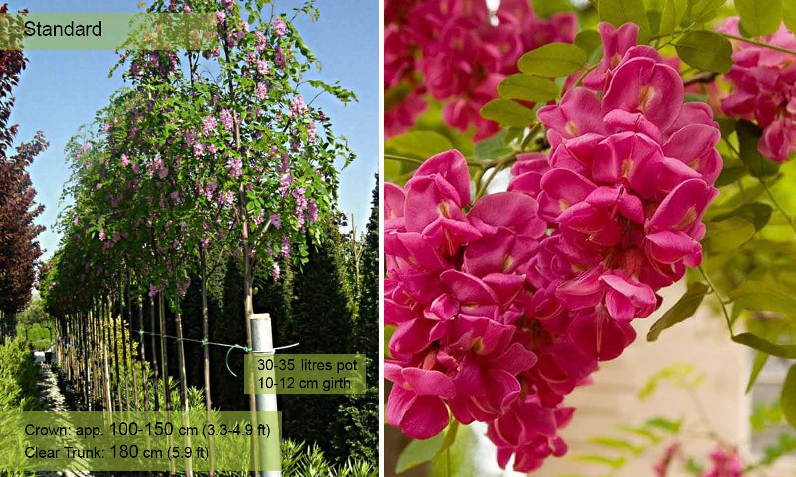 Robinia pseudoacacia Casque Rouge - Robinier faux acacia rose-pourpré