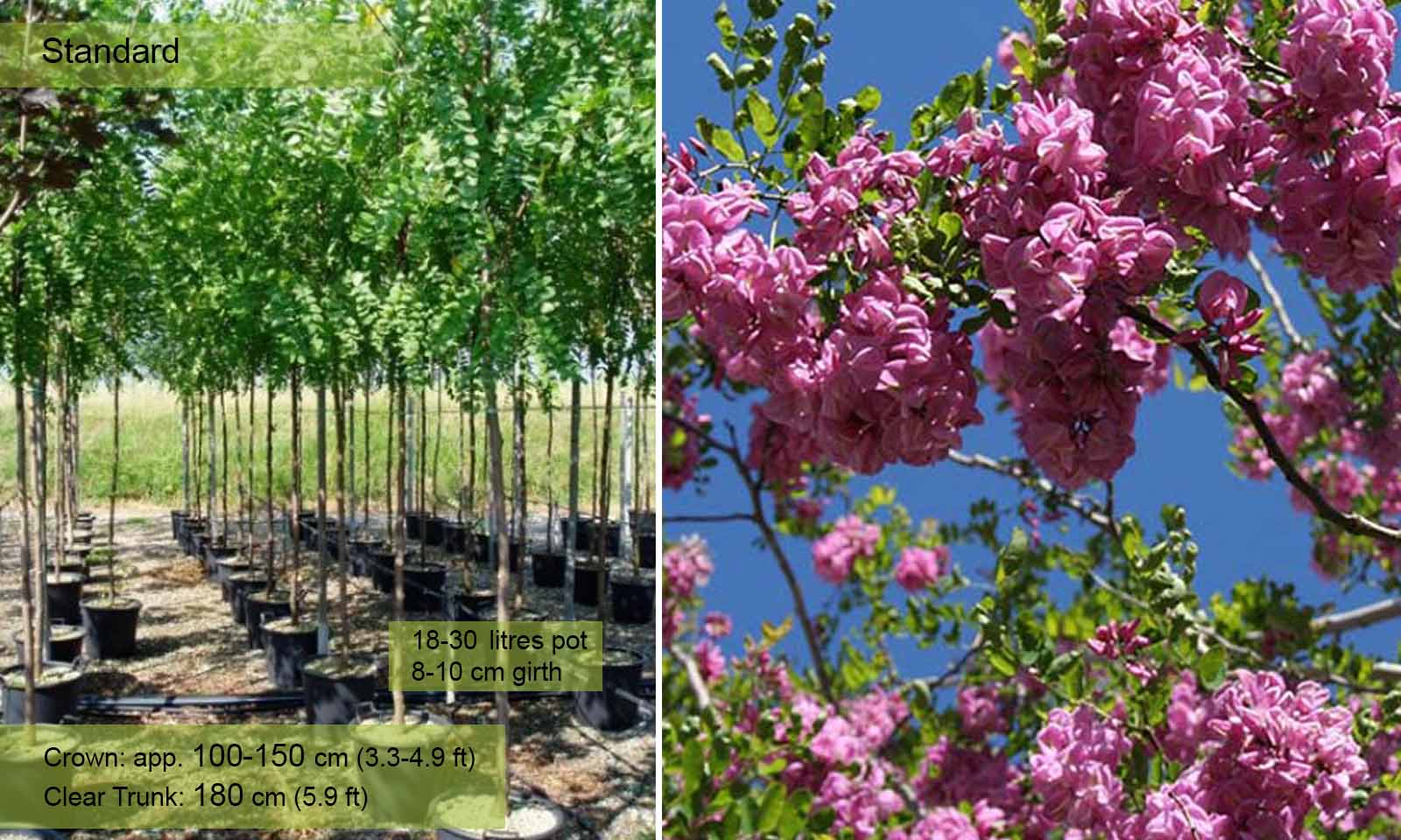 ROBINIA pseudoacacia Casque rouge® CTR 10L Demi tige 4/6