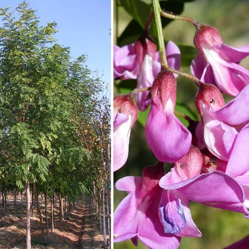 Robinia Pseudoacacia Casque Rouge (Pink Cascade False Acacia) - Standard