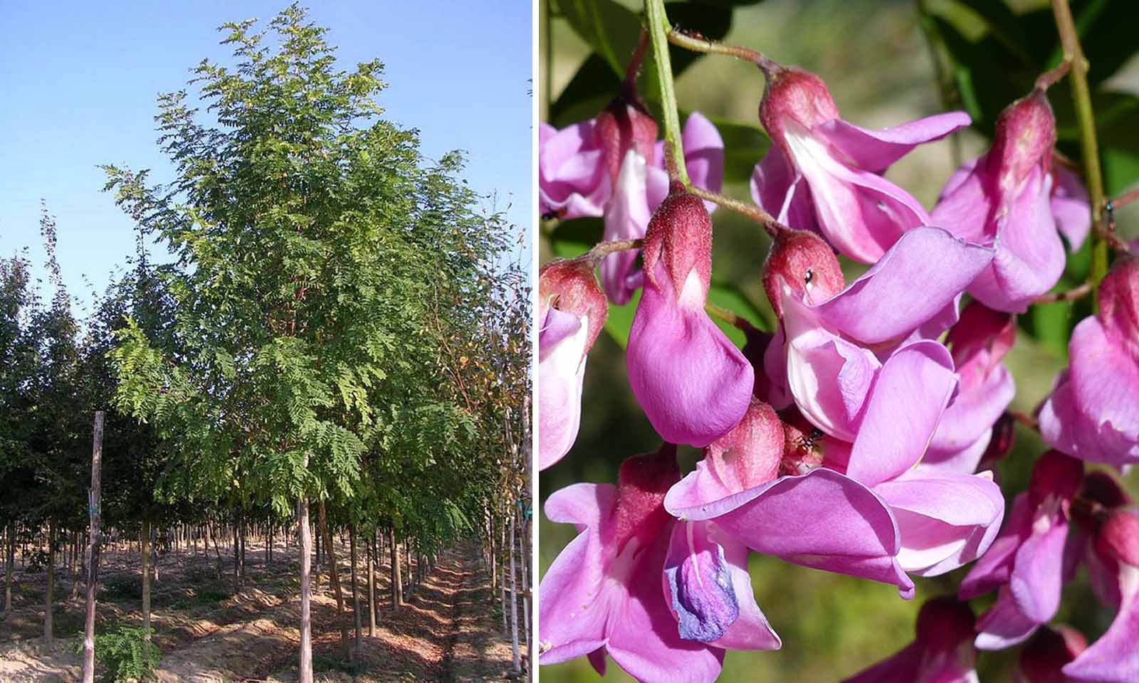 Robinia Pseudoacacia Casque Rouge (Pink Cascade False Acacia) - Standard