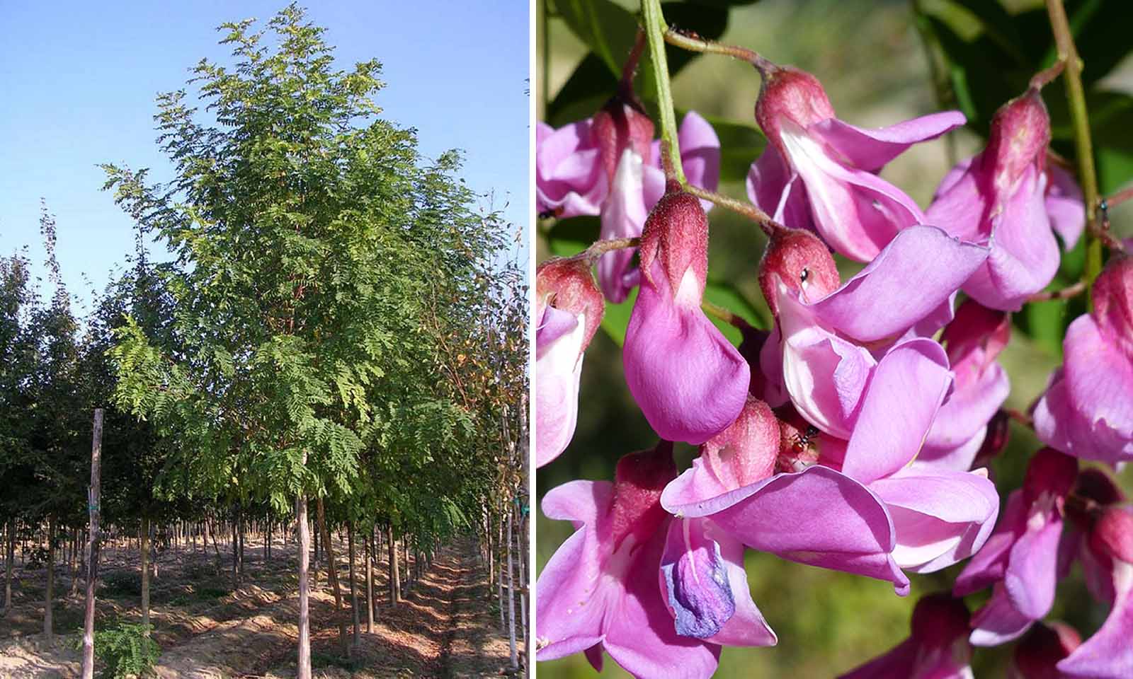 ROBINIA pseudoacacia Casque rouge® CTR 10L Demi tige 4/6