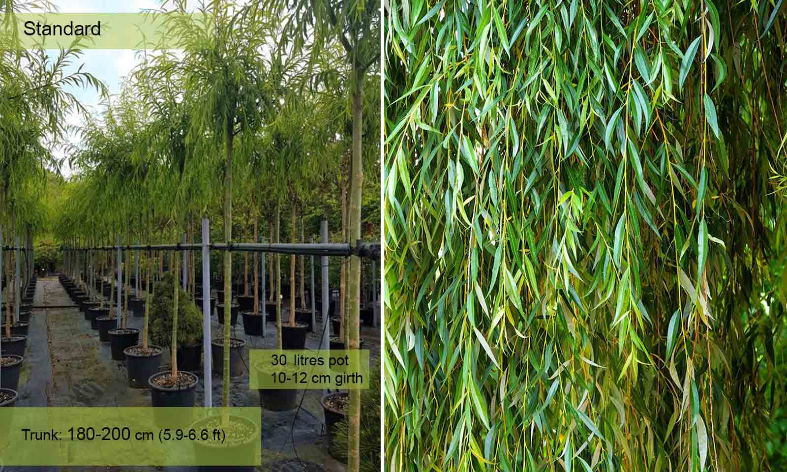 Salix Babylonica (Babylon Willow / Weeping Willow) - Standard