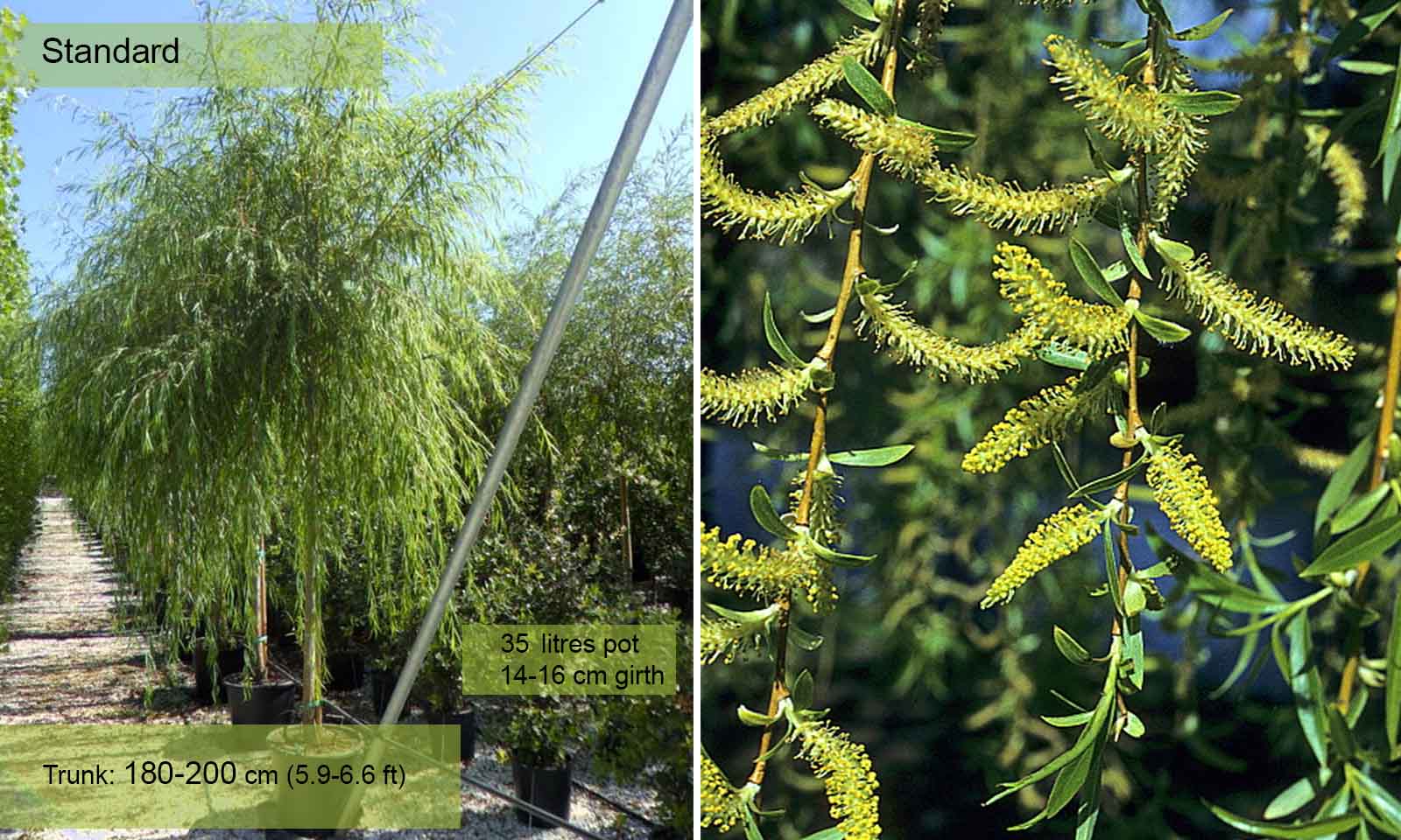 Salix Babylonica (Babylon Willow / Weeping Willow) - Standard