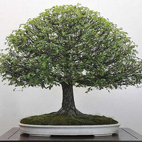 Chinese Elm Bonsai Broom Form (Ulmus parvifolia)