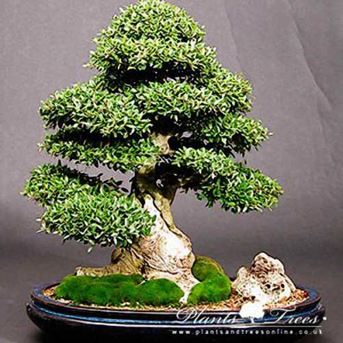 Japanese Holly Bonsai Broom Form