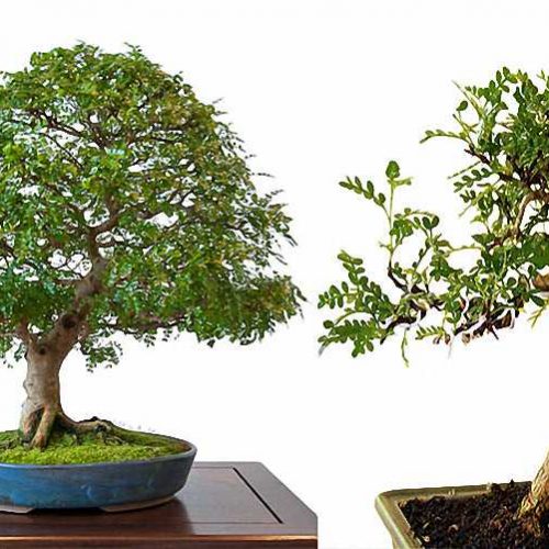 Pepper Tree Bonsai Informal Form (Zanthoxylum Piperitum)