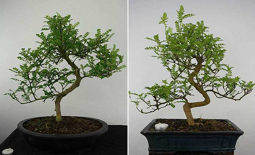 Pepper Tree Bonsai Informal Form (Zanthoxylum Piperitum)