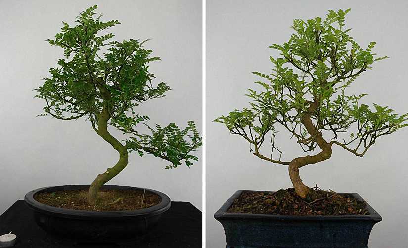 Pepper Tree Bonsai Informal Form (Zanthoxylum Piperitum)
