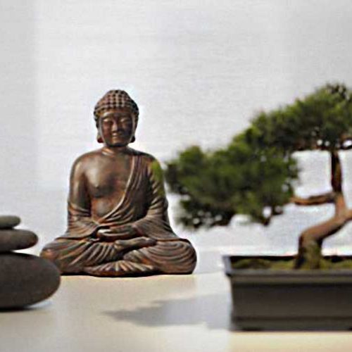 Buddhist Pine Bonsai (Chinese Yew)