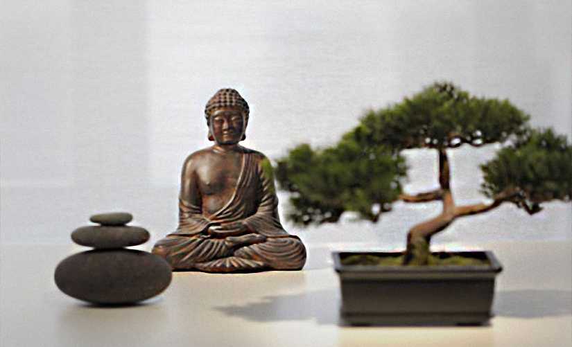 Buddhist Pine Bonsai (Chinese Yew)