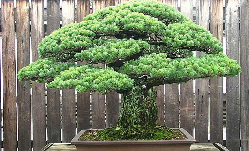 Buddhist Pine Bonsai (Chinese Yew)