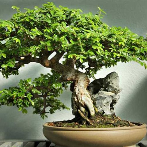 Chinese Elm Bonsai Informal Form (Ulmus parvifolia)