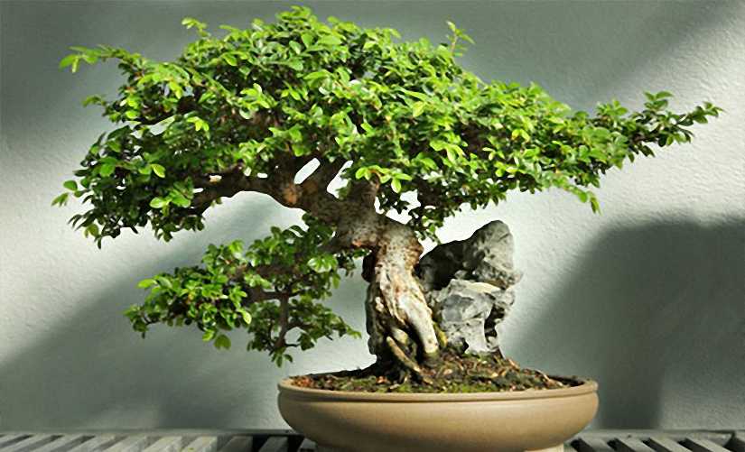 Chinese Elm Bonsai Informal Form (Ulmus parvifolia)
