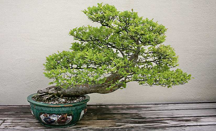 Chinese Elm Bonsai Informal Form (Ulmus parvifolia)