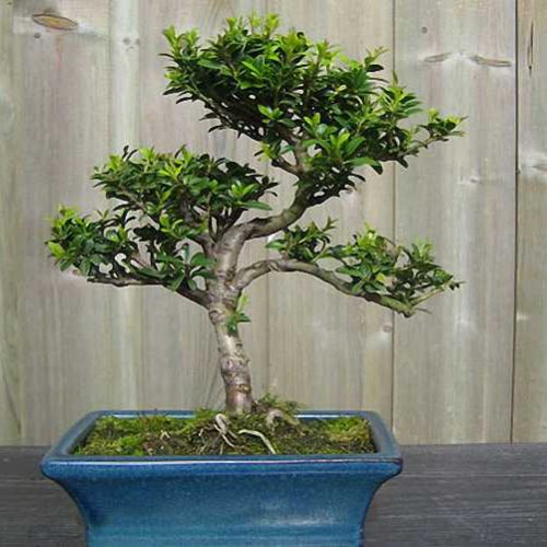 Japanese Holly Bonsai Informal Form (Ilex Crenata)