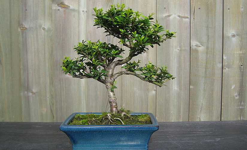 chinese holly bonsai care.