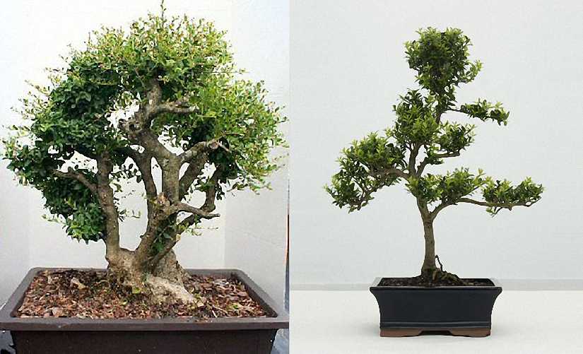 chinese holly bonsai care.