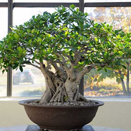 Ficus Bonsai Informal Form (Chinese Banyan)