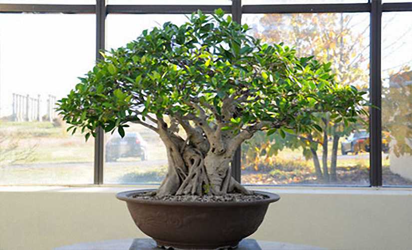 Ficus Bonsai Informal Form (Chinese Banyan)