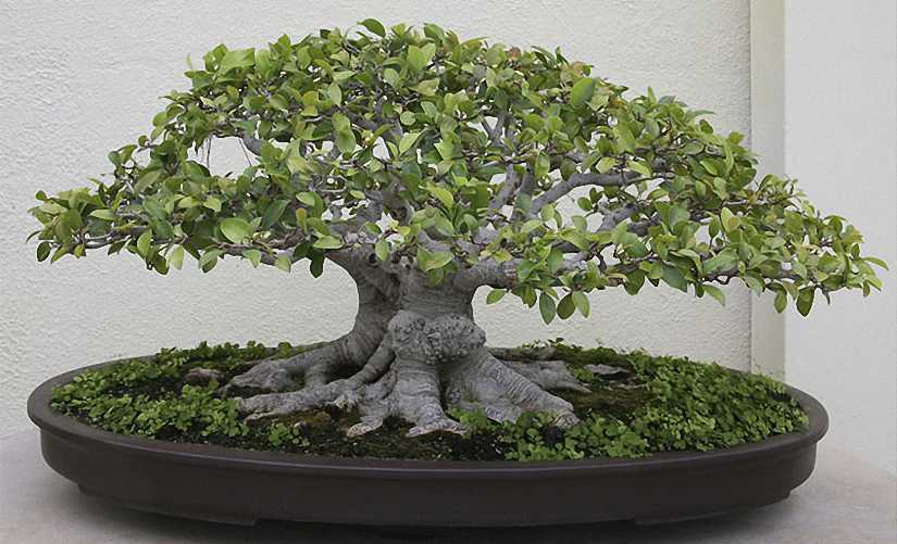 Ficus Bonsai Informal Form (Chinese Banyan)