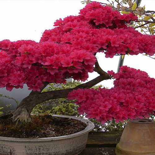 Satsuki Azalea Bonsai Informal Shape