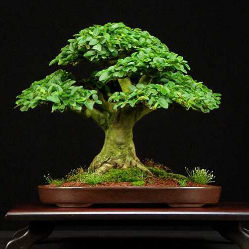 Ligustrum Bonsai (Shape on Rock)