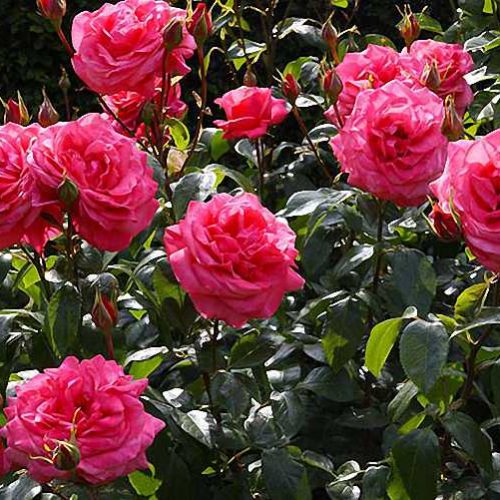 Rosa (Repeat Flowering Shrub) - Shrub