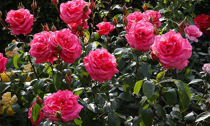 Rosa (Repeat Flowering Shrub) - Shrub