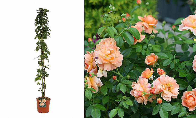 Rosa (Repeat-Flowering Roses) - Climbing
