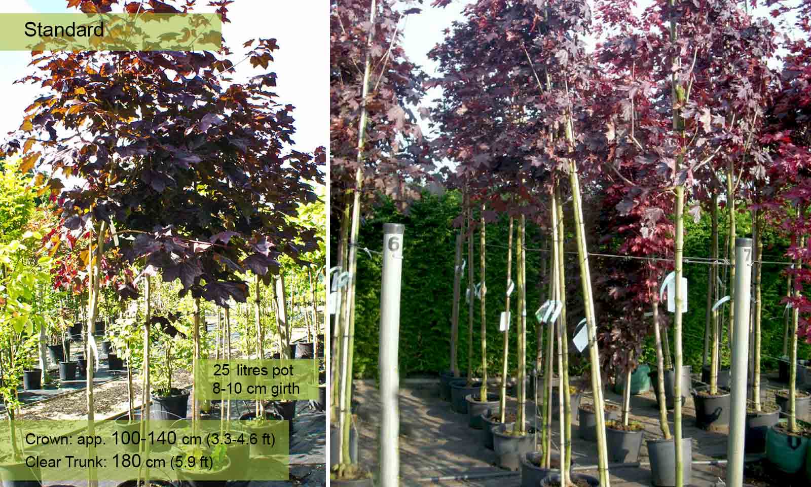 Acer Platanoides Royal Red (Norway Maple) - Standard