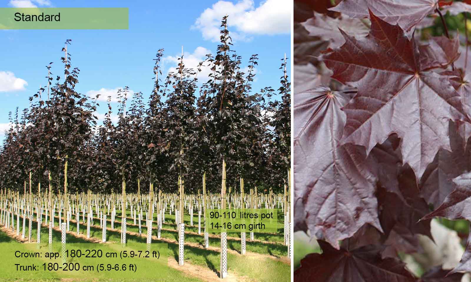 Acer Platanoides Royal Red (Norway Maple) - Standard