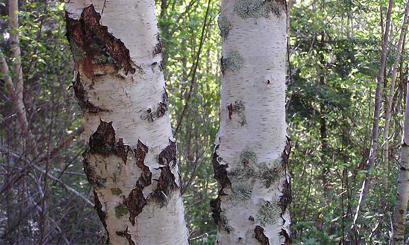 Betula Pendula (Silver Birch) - Multistem
