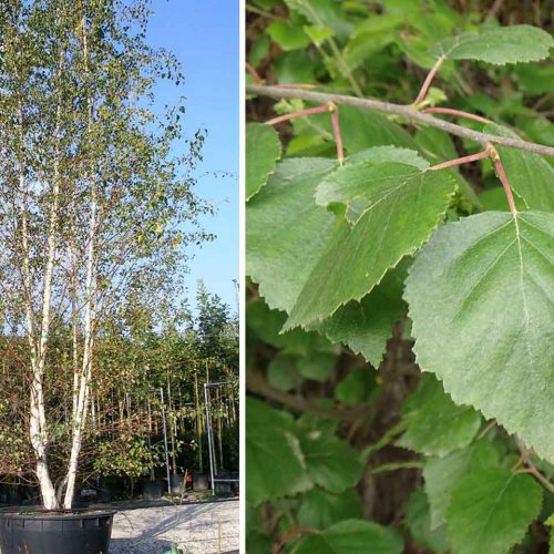 Betula Pendula (Silver Birch) - Multi-Stem