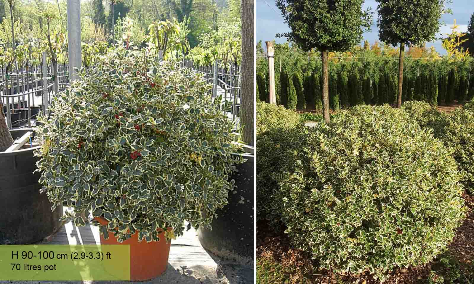Ilex Aquifolium Variegatum (Variegated English Holly) – Ball
