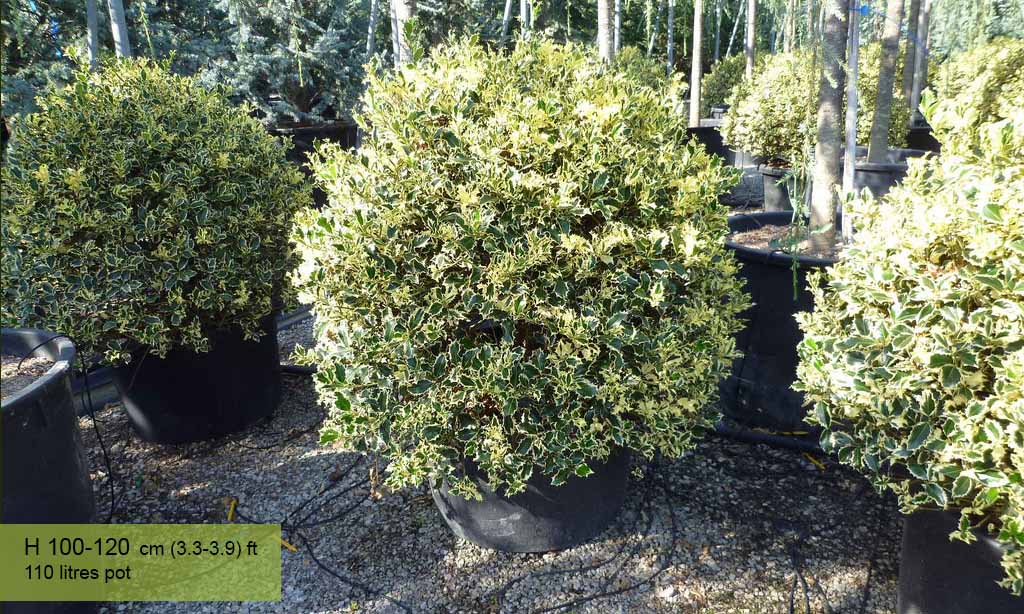 Ilex Aquifolium Variegatum (Variegated English Holly) – Ball