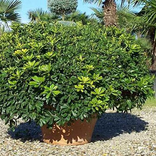 Pittosporum Tobira Nanum (Dwarf Japanese Mock Orange) - Shrub