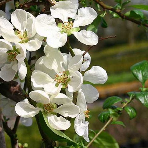 Chaenomeles Speciosa Nivalis (Japanese Quince) - Shrub