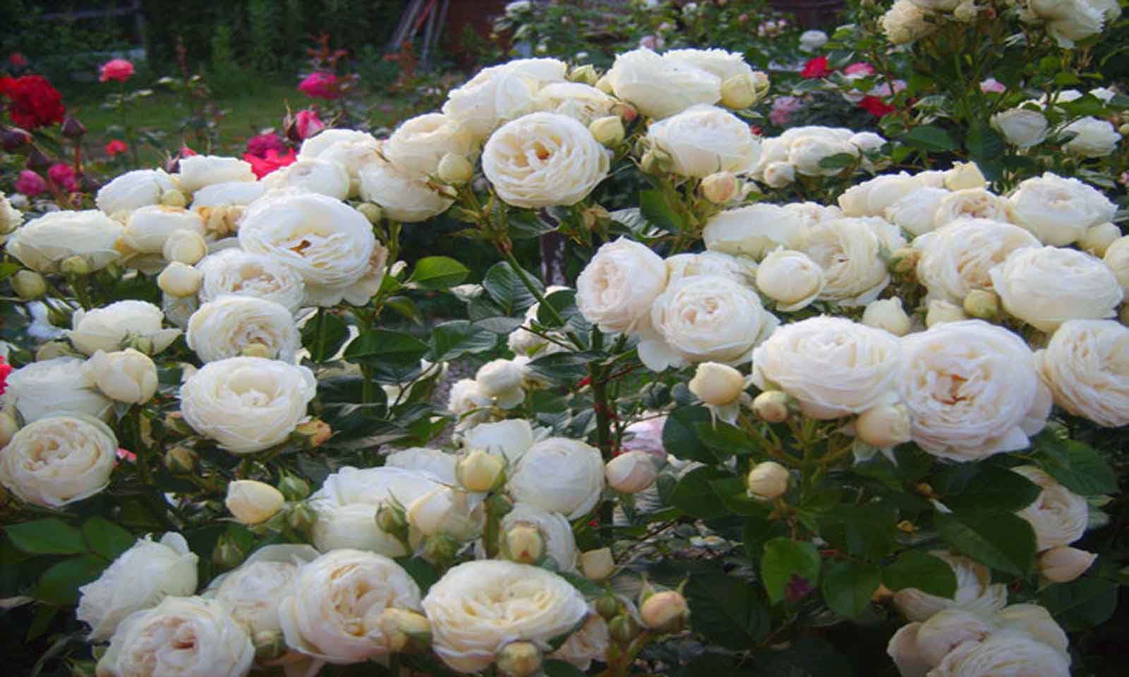 White Roses – Half Standard