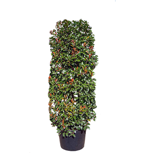 Cylinder Shaped Plants