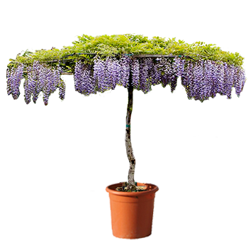 Roof Shaped Trees