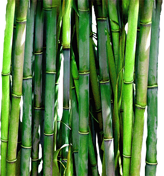 Bamboo